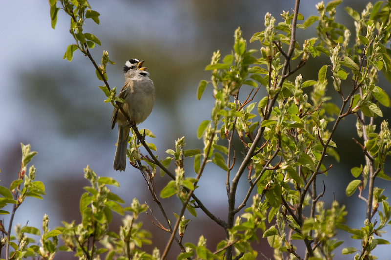 White-Crowned Sparrow Singing In Tree